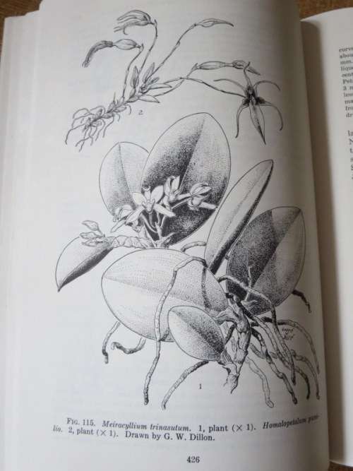 ORCHIDS OF GUATEMALA  AND BELIZE  by Oakes Ames and Donovan Stewart Correll