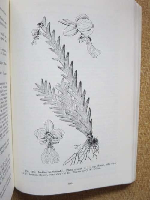 ORCHIDS OF GUATEMALA  AND BELIZE  by Oakes Ames and Donovan Stewart Correll