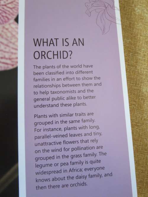 ANYONE CAN GROW ORCHIDS  by Nollie Cilliers and Tinus Oberholzer