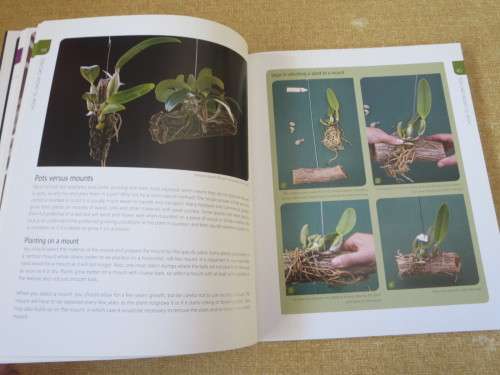 ANYONE CAN GROW ORCHIDS  by Nollie Cilliers and Tinus Oberholzer
