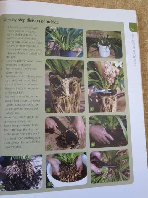 ANYONE CAN GROW ORCHIDS  by Nollie Cilliers and Tinus Oberholzer