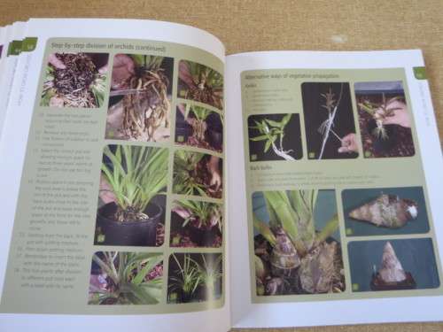 ANYONE CAN GROW ORCHIDS  by Nollie Cilliers and Tinus Oberholzer