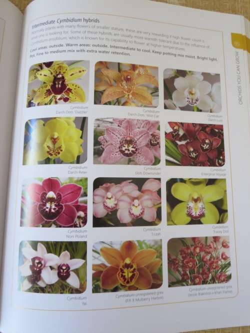 ANYONE CAN GROW ORCHIDS  by Nollie Cilliers and Tinus Oberholzer