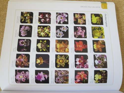 ANYONE CAN GROW ORCHIDS  by Nollie Cilliers and Tinus Oberholzer