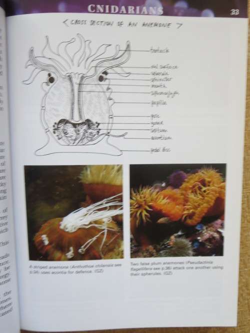A FIELD GUIDE TO MARINE ANIMALS OF THE CAPE PENINSULA  by Georgina Jones
