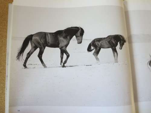 THE WILD HORSES OF NAMIBA  Text: Sandra Uttridge  Photography: Gary Cowan