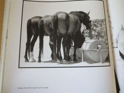 THE WILD HORSES OF NAMIBA  Text: Sandra Uttridge  Photography: Gary Cowan