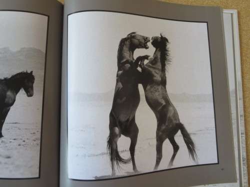 THE WILD HORSES OF NAMIBA  Text: Sandra Uttridge  Photography: Gary Cowan