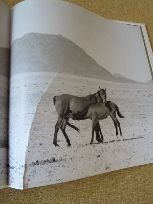 THE WILD HORSES OF NAMIBA  Text: Sandra Uttridge  Photography: Gary Cowan