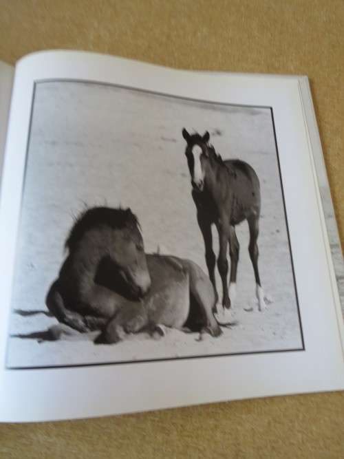 THE WILD HORSES OF NAMIBA  Text: Sandra Uttridge  Photography: Gary Cowan