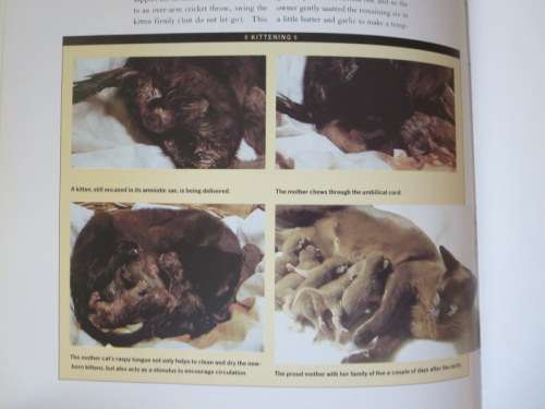 THE COMPLETE CAT BOOK  by Paddy Cutts (Encyclopedia of cats, cat breeds and cat care