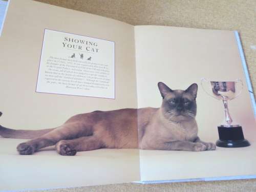 THE COMPLETE CAT BOOK  by Paddy Cutts (Encyclopedia of cats, cat breeds and cat care