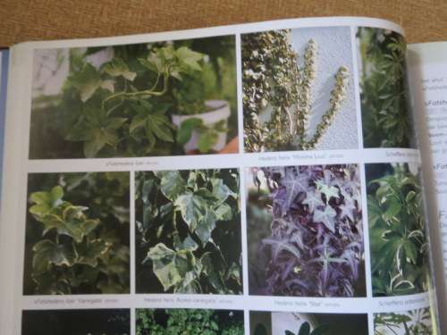 DIE SUIDER-AFRIKAANSE: WATTER BLOM IS DIT?  deur Kristo Pienaar and Gideon F. Smith