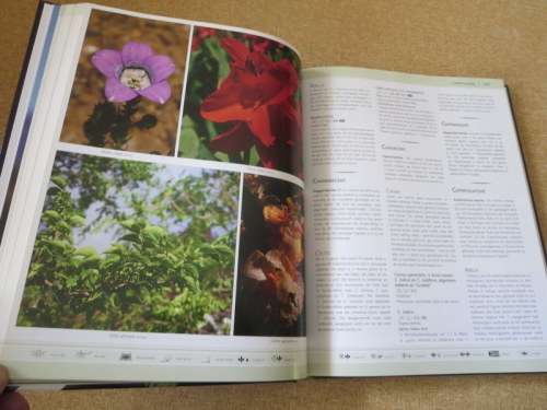 DIE SUIDER-AFRIKAANSE: WATTER BLOM IS DIT?  deur Kristo Pienaar and Gideon F. Smith