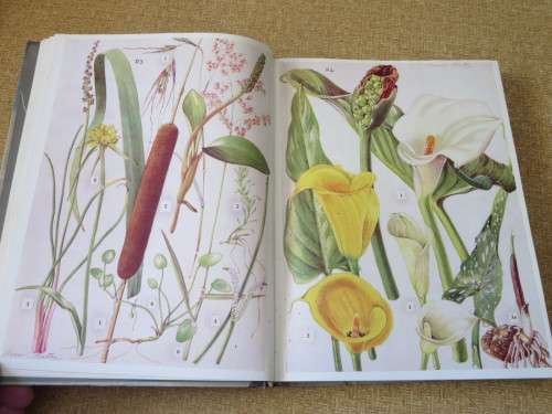 WILD FLOWERS OF THE EASTERN CAPE PROVINCE  by A. Batten & H. Bokelmann