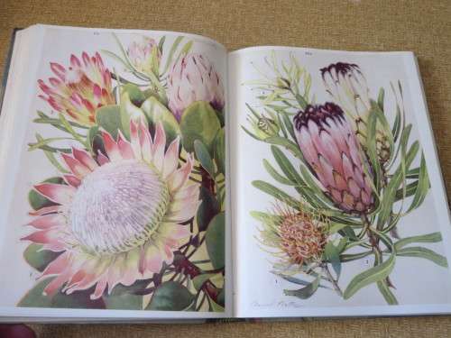 WILD FLOWERS OF THE EASTERN CAPE PROVINCE  by A. Batten & H. Bokelmann