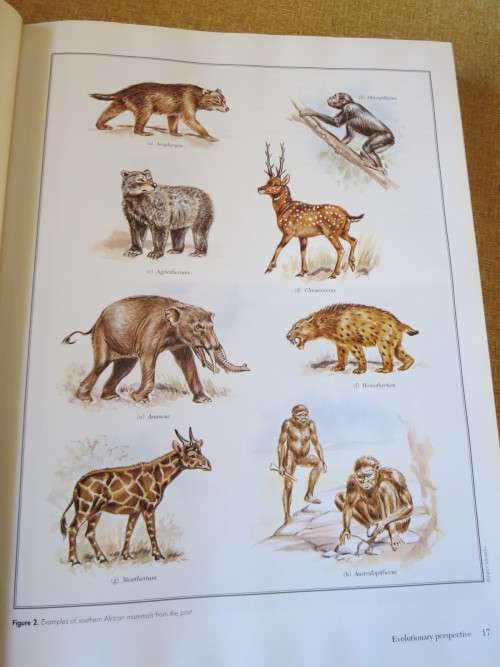 THE COMPLETE BOOK OF SOUTHERN AFRICAN MAMMALS  by Gus Mills & Lex Hes