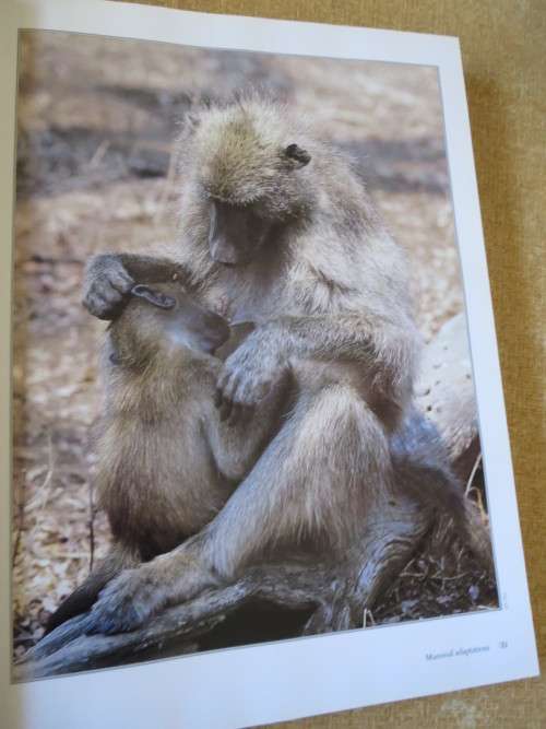 THE COMPLETE BOOK OF SOUTHERN AFRICAN MAMMALS  by Gus Mills & Lex Hes