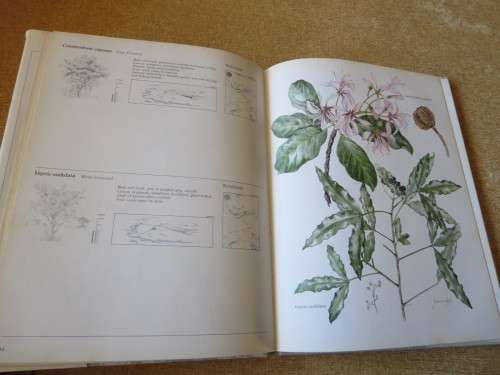 TREES & SHRUBS OF THE WITWATERSRAND, MAGALIES- & PILANSBERG by J van Gogh & J Anderson
