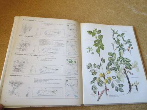 TREES & SHRUBS OF THE WITWATERSRAND, MAGALIES- & PILANSBERG by J van Gogh & J Anderson