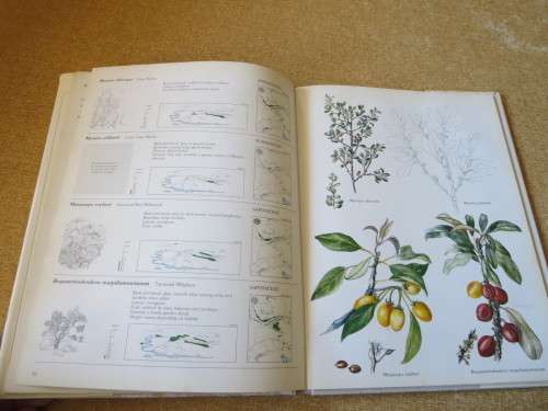 TREES & SHRUBS OF THE WITWATERSRAND, MAGALIES- & PILANSBERG by J van Gogh & J Anderson