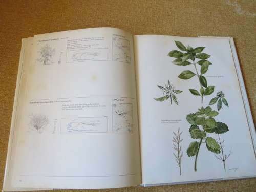 TREES & SHRUBS OF THE WITWATERSRAND, MAGALIES- & PILANSBERG by J van Gogh & J Anderson