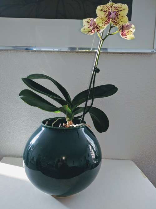 Large Lucia Ware Vase