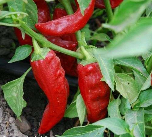 20 SANTA FE GRANDE Guero Chili PEPPER Capsicum Seeds