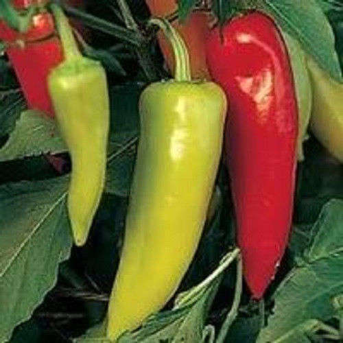 30 HUNGARIAN HOT WAX / BANANA PEPPER Seeds *Comb S/H
