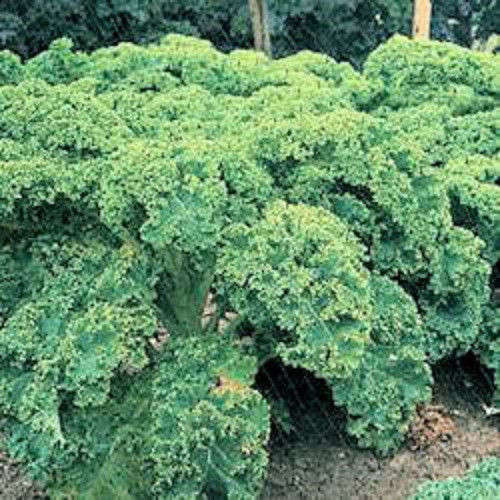 200 VATES BLUE CURLED KALE (Dwarf Blue Scotch) Seeds