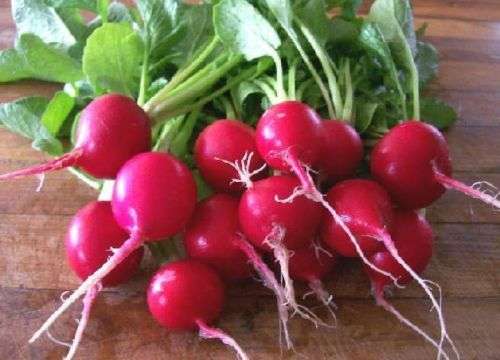 100 Cherry Belle Radish Seeds