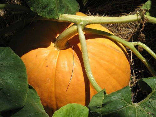 5 BIG MAX (100 Pound!) PUMPKIN Cucurbita Maxima Seeds
