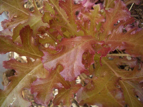 100 CIMMARON ROMAINE LETTUCE Red Lactuca Sativa Seeds