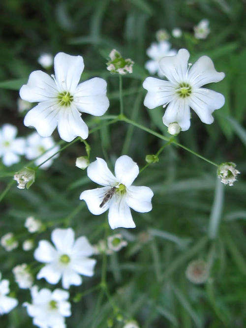 100 BABYS BREATH COVENANT GARDEN Gypsophila Seeds