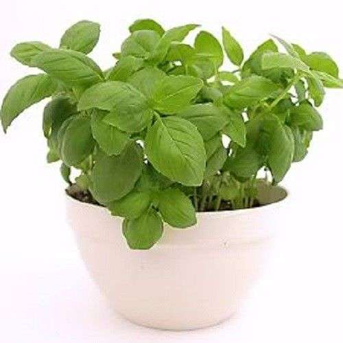 100 SWEET GENOVESE BASIL Herb Flower Seeds