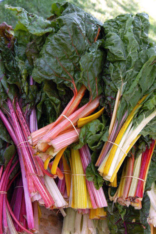 15 NORTHERN LIGHTS MIX SWISS CHARD Beta Vulgaris Seeds