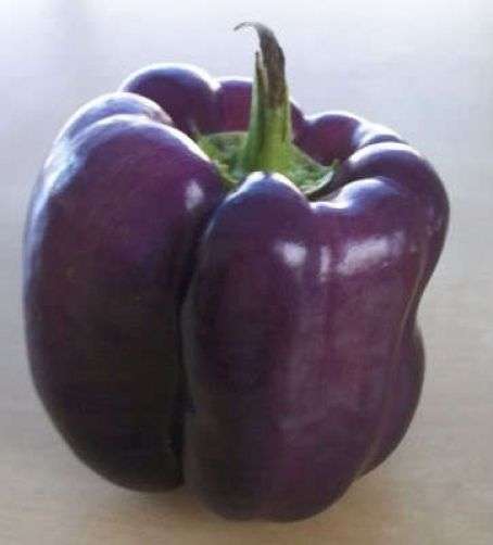 15 PURPLE BEAUTY PEPPER Sweet Bell Seeds