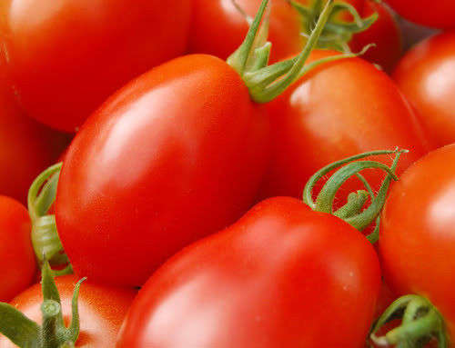50 Italian ROMA TOMATO Lycopersicon Seeds