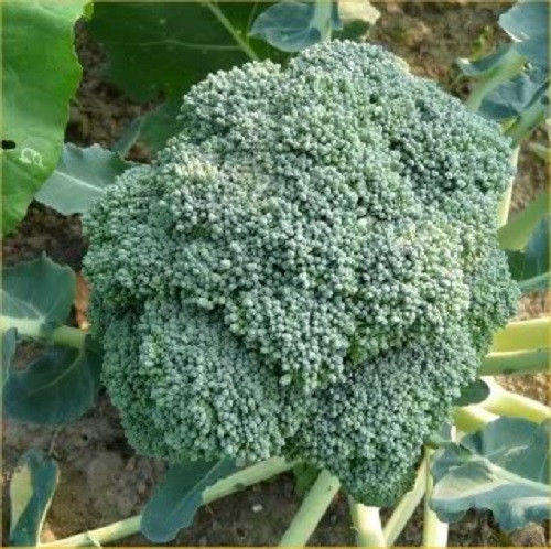 100 WALTHAM 29 BROCCOLI Brassica Oleracea Seeds