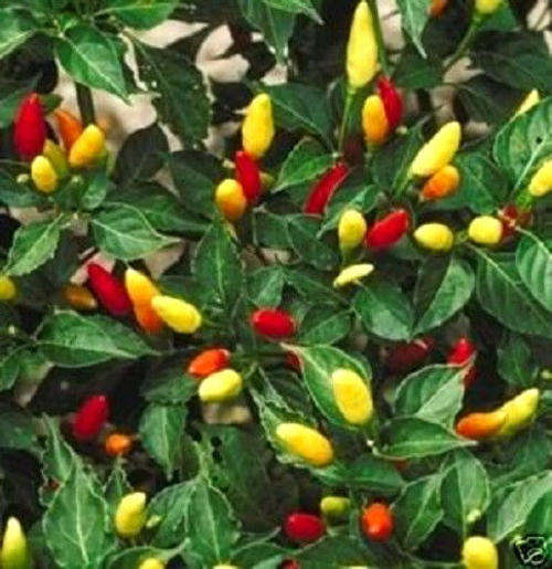 10 TABASCO PEPPER Hot Red Capsicum Fruitescens Vegetable Seeds