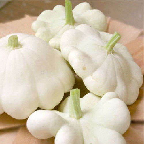 10 WHITE BUSH SCALLOP SQUASH PATTY PAN Cucurbita Seeds