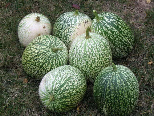 50 ROUND ZUCCHINI SUMMER SQUASH Vegetable Seeds