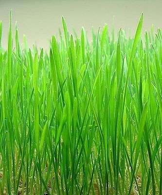 100 CAT GRASS WHEAT GRASS Triticum Aestivum Seed CombSH