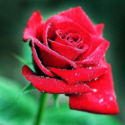 Red Rose Seeds  (Packet of 10)