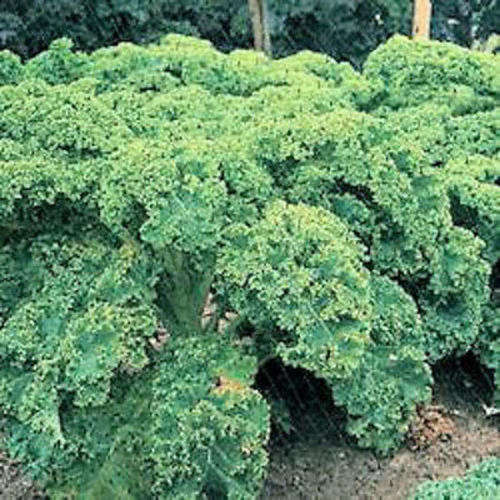 250 VATES BLUE CURLED KALE (Dwarf Blue Scotch) Seeds