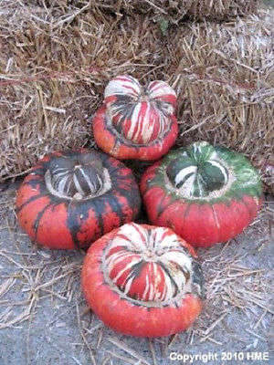 10 American TURKS TURBAN SQUASH GOURD Cucurbita Seeds