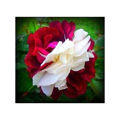 Rare Zampa Dust Rose Seeds  (Packet of 10)