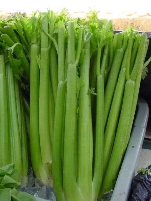 100 TALL UTAH CELERY Apium Graveolens Vegetable Seeds