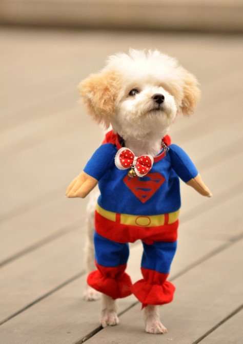 NEW SUPERMAN CAT OR DOG COSTUME OUTFIT