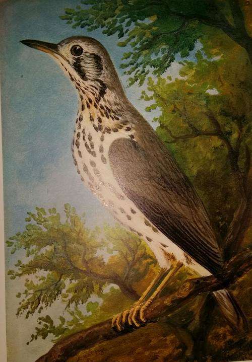 Reserved for Collectible Treasures Birds of South Africa